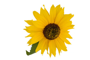 Yellow red sunflowers isolated on background