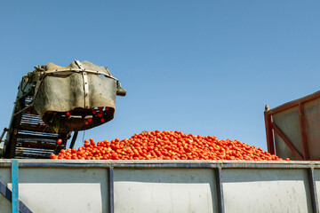 Tomato offloading in Toledo annual harvest