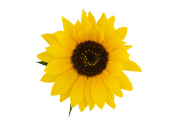 Naklejka premium Yellow red sunflowers isolated on background