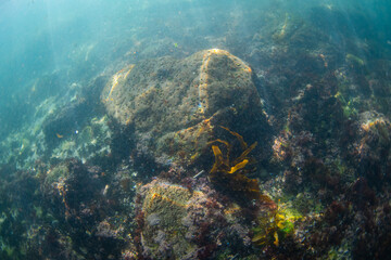 View of seaweed and reef underwater.