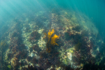 View of seaweed and reef underwater.