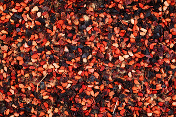 Dried Rose Hip Tea Background Texture