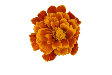 Marigold flower isolated on white, Latin name Tagetes