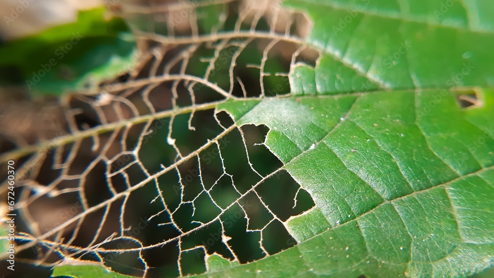 Poster Transparent green leaf texture in nature, natural background