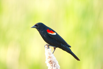 Male Red-winged blackbird is perched on the reed  in spring.