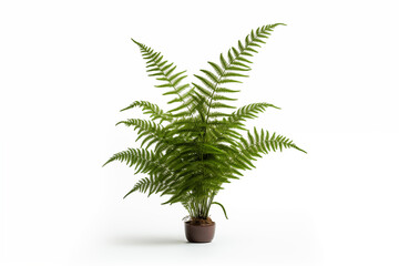 A fern plant in a pot on a white background.