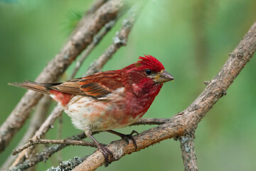 Male purple finch is sitting on a spruce branch in summer.