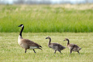 Juvenile Canada geese with mom are walking in the lawn in summer.