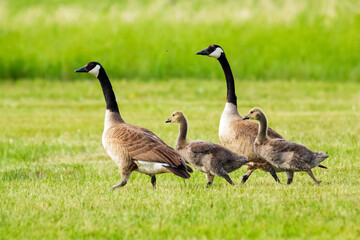 Canada goose juveniles are walking with parents in green lawn.
