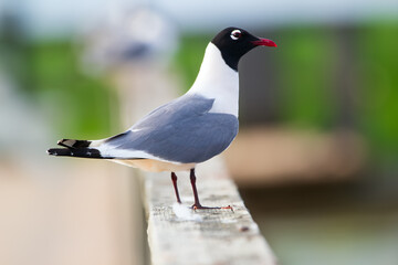 Laughing gull is perched on the wooden fence near the water.