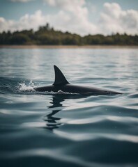 Fototapeta premium wild shark ridge visible on the water surface