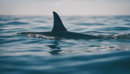 Naklejka premium wild shark ridge visible on the water surface