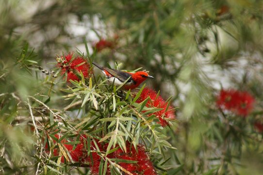 a Scarlet myzomela bird perched on the top of a tree