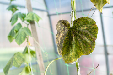 Cucumber plants infected by Whitefly - dry dark leafs. - obrazy, fototapety, plakaty