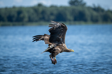 White-tailed eagle hunting for fish in the waters of the Szczecin Lagoon. Poland.