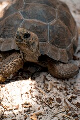 Obraz premium Vertical shot of a green turtle in the sun on a bed of brown sandy soil