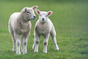 White lambs standing in a grassy meadow, basking in the sun of a beautiful spring day © Wirestock