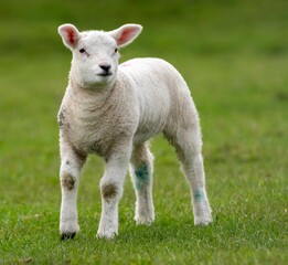 Naklejka na ściany i meble White lamb walking on a lush green grassy field in the bright sunshine of daytime