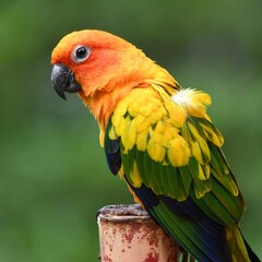 Selective focus shot of a conure bird perched on a metal pole