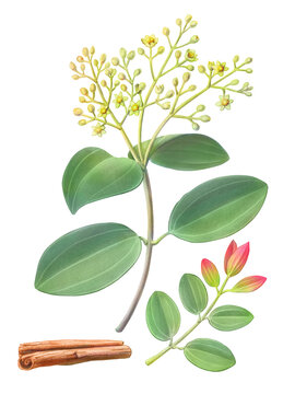 Cinnamon Plant Hand Drawn Pencil Illustration Isolated on White with Clipping Path