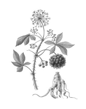 Eleuthero or Siberian Ginseng Hand Drawn Pencil Illustration Isolated on White with Clipping Path