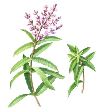 Lemon Verbena Hand Drawn Pencil Illustration Isolated on White with Clipping Path