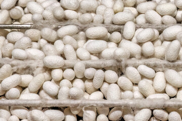 Sericulture step by step silk production process in Soufli Evros Greece, white silk cocoon on the leaves