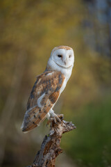 common barn owl ( Tyto albahead ) head close up