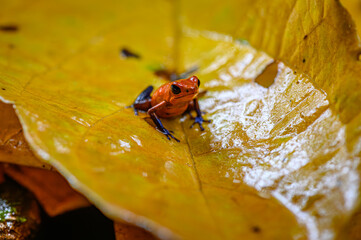 Red Poison Dart Frog - Oophaga pumilio, beautiful red blue legged frog from Cental America forest, Costa Rica.