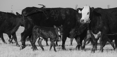 Authentic ranch image of beef cattle herd for agriculture in black and white, cow and calves closeup.