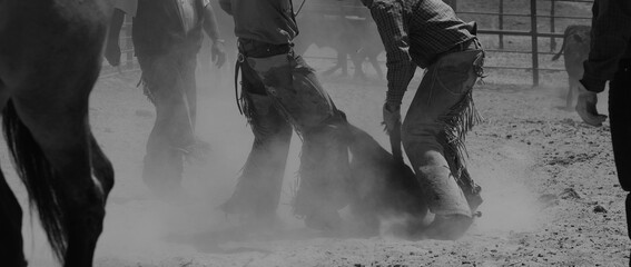 Ranching lifestyle with cowboys in branding pen amid dusty black and white scene.