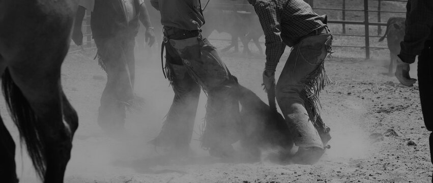 Ranching lifestyle with cowboys in branding pen amid dusty black and white scene.