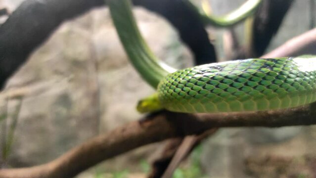 Opheodrys aestivus or green grass snake on a tree branch