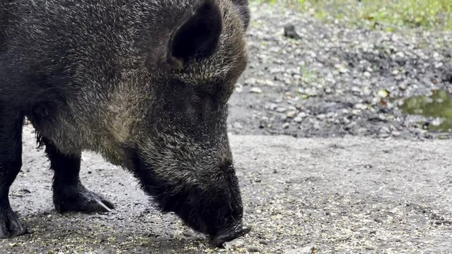 Close up of a big wild pid eating something, zoo park 