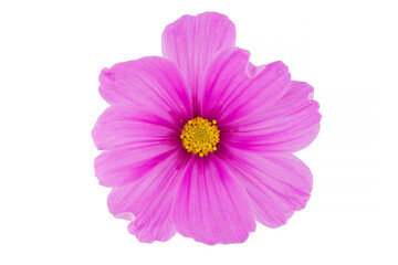 beautiful cosmos flowers isolated on white background