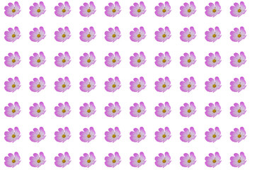 beautiful cosmos flowers isolated on  background