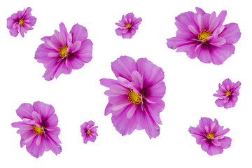 beautiful cosmos flowers isolated on  background