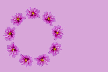 beautiful cosmos flowers isolated on  background