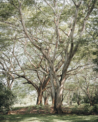 El amanecer del bosque