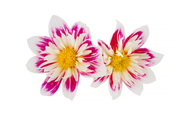 beautiful dahlia flowers isolated on a background