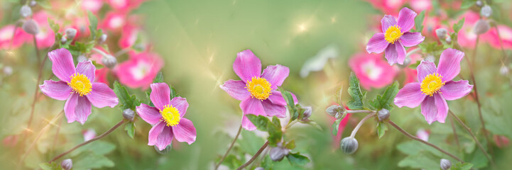 Pink autumn anemones on a background of rays and stars. Widescreen floral banner with fractal effect, selective focus