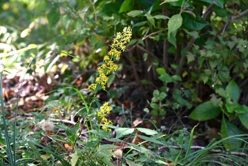 Goldenrod ( Solidago virgaurea ) flowers. Asteraceae perennial plants. Many yellow flowers bloom in racemes from August to November. Young leaves are wild vegetables.