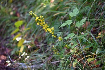 Goldenrod ( Solidago virgaurea ) flowers. Asteraceae perennial plants. Many yellow flowers bloom in racemes from August to November. Young leaves are wild vegetables.