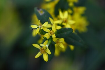 Goldenrod ( Solidago virgaurea ) flowers. Asteraceae perennial plants. Many yellow flowers bloom in racemes from August to November. Young leaves are wild vegetables.