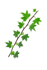 Fototapeta na wymiar Green ivy leaves on the vine isolated on white background