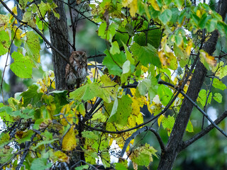 Eastern Screech Owl Red Morph on tree branch with yellow green leaves in fall