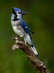 Blue Jay closeup portrait on green background