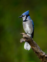 Blue Jay closeup portrait on green background