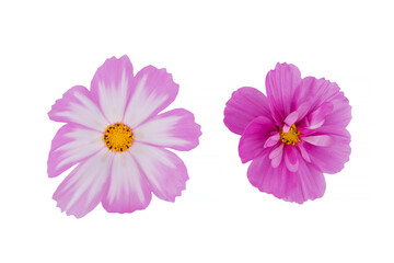 beautiful cosmos flowers isolated on white background