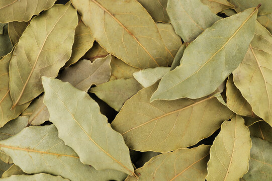 Dry bay leaf on a white background